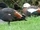 Paradise Shelduck