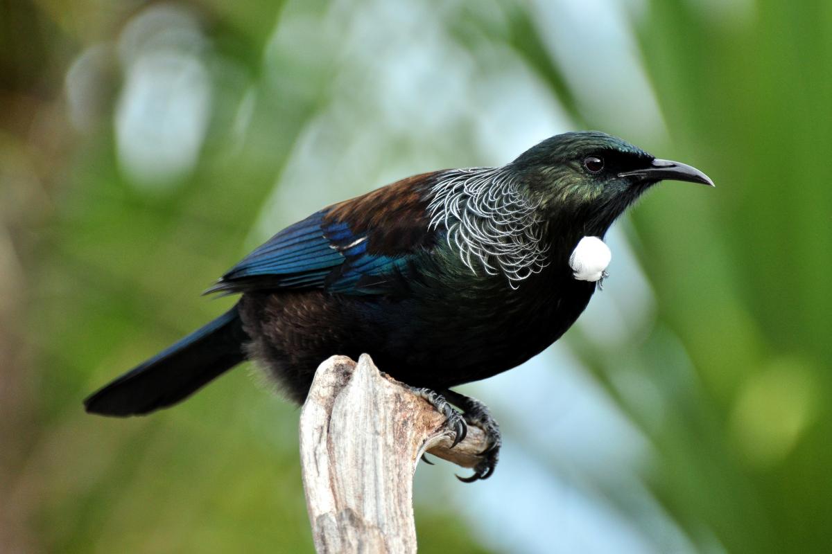 Birds wiki. Туи птица новозеландский. TUI New Zealand. Птицы новой Зеландии. Века птица новая Зеландия.