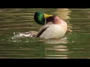 Mallard_Ducks_Mating