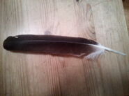 A Rueppel's vulture feather