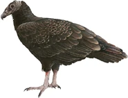 Juvenile Tropical Turkey Vulture (Cathartes aura ruficollis)