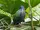 Nicobar Pigeon