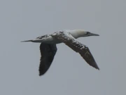 3 year old immature.