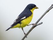 Adult male Lesser Goldfinch in Mexico.