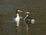 A male  feeds his mate during courtship.