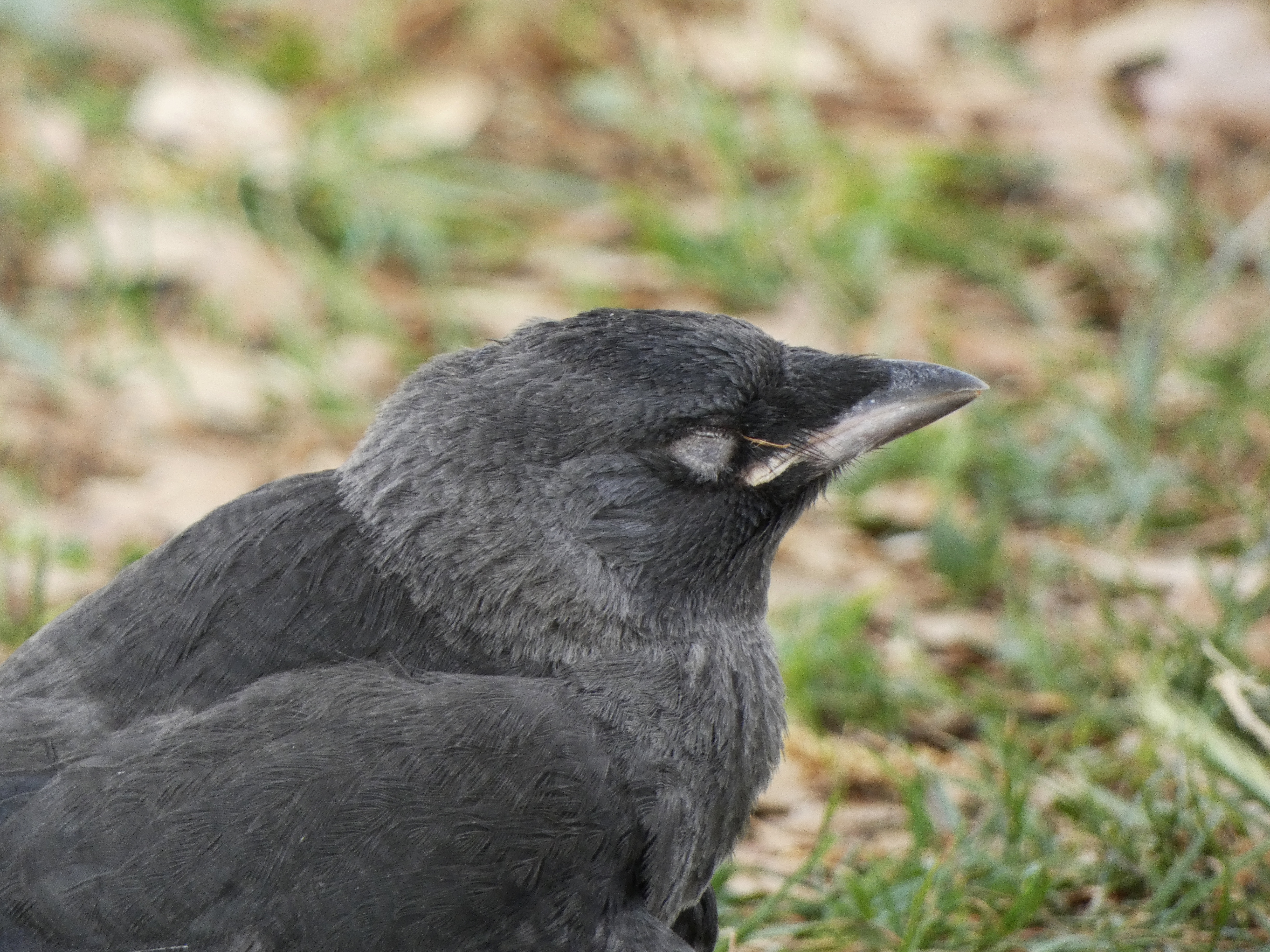 Rooks are highly gregarious birds and are generally seen in flocks of  various sizes. Males and females pair-bond for life and pairs stay together  within flocks. In the evening, the birds often