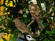 Compared to the male, the female (left) is usually more drab, as seen in this pair of Sparrows.