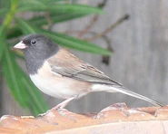 Oregon Junco