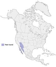 Gilded Flicker distribution