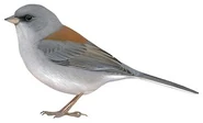 Red-Backed Junco (Junco hyemalis dorsalis)