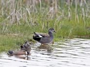 Male with Blue-winged Teal