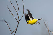 male in flight