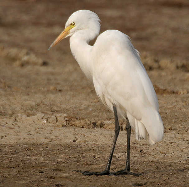 Little Egret, Birds Wiki