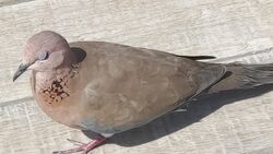 Laughing dove - Wikipedia