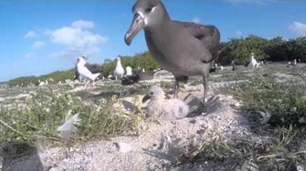 Black-footed_albatross_feeding_chick