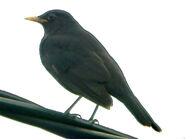 A Blackbird perched on a telephone line.