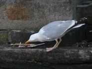 Feeding on food left by humans