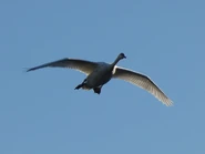 Mute Swan in flight.