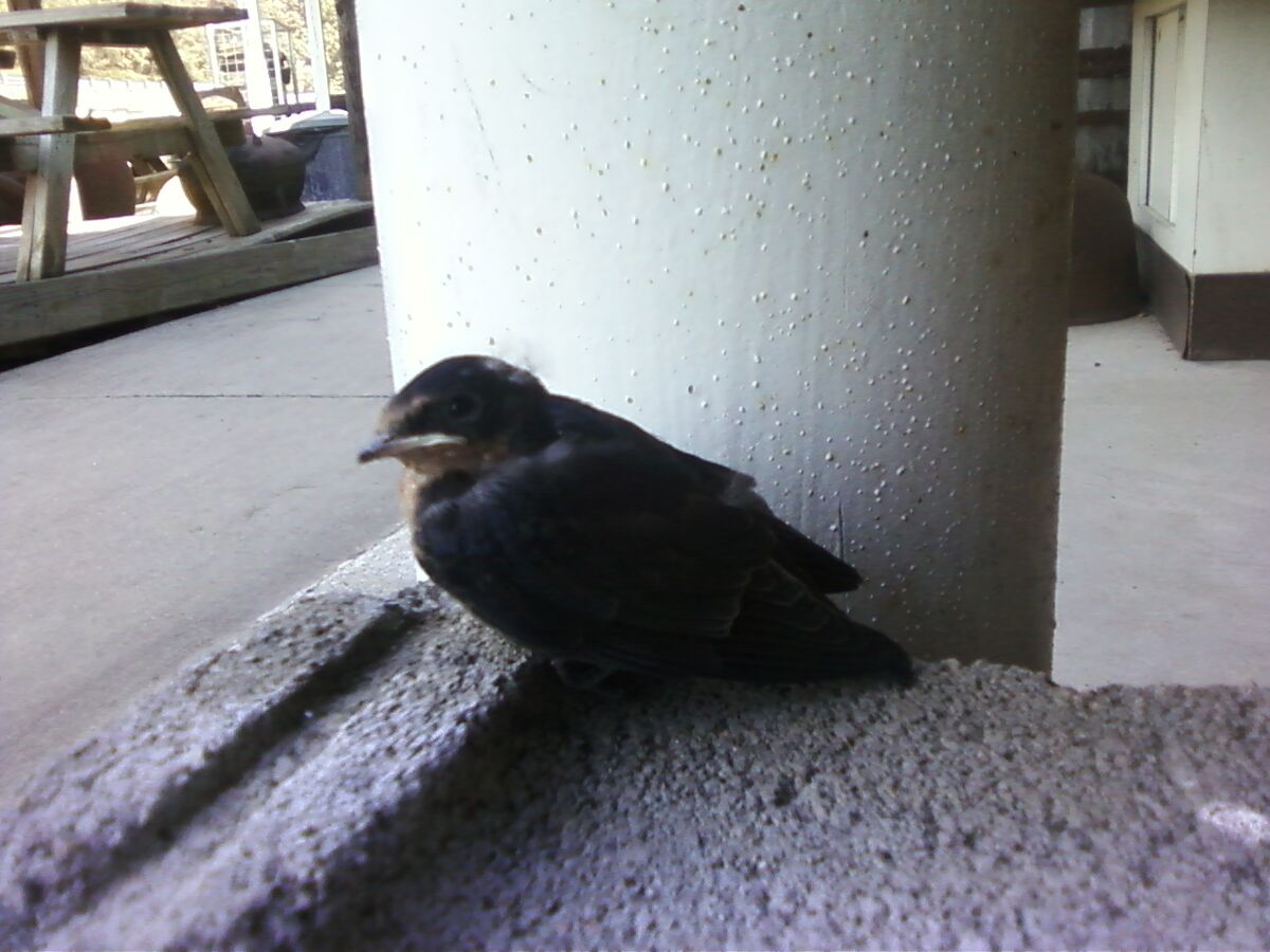 Swallow is a small bird with dark, glossy-blue back, red throat