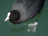 Eurasian Coot