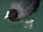 Eurasian Coot