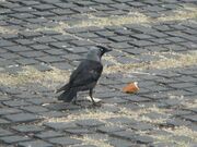 Jackdaw