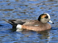 60017921-720px.jpg (72 KB) Male