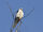 White-tailed Kite