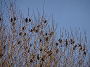 Roosting in a tree.