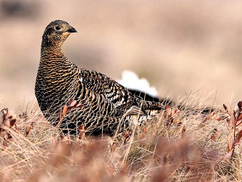 THE SNOW GROUSE & THE BLACK GROUSE セット A handsome black grouse showing off his white as snow tail