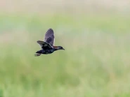 Adult in flight.