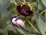 Black capped chickadee