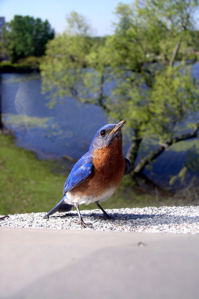 Eastern bluebird - Wikipedia