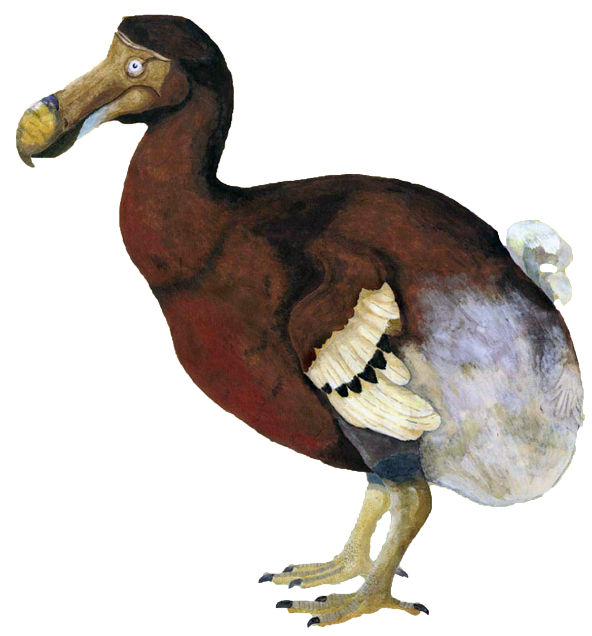 Dodo Birds Wiki Fandom