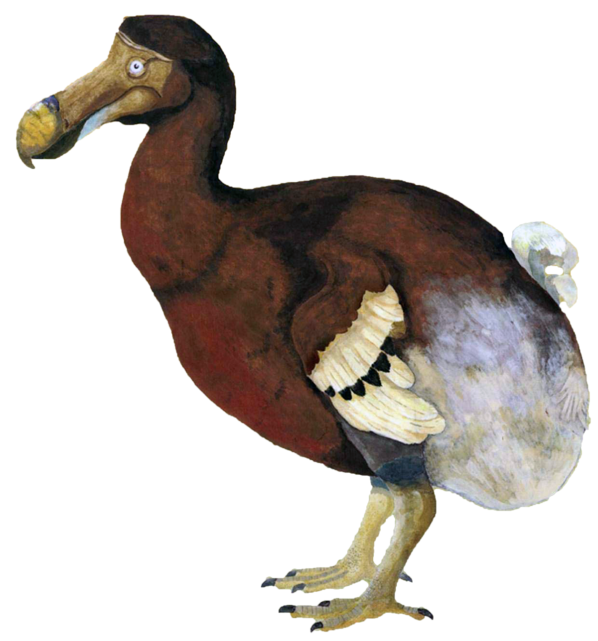 Dodo