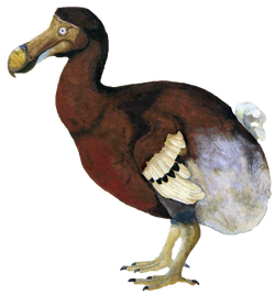 Dodo - Wikipedia