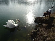 Swans can be very aggressive, even towards animals such as dogs or foxes.