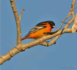 Oriole de Baltimore — Wikipédia