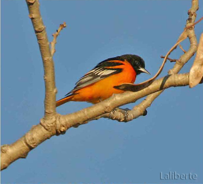 red breasted oriole bird