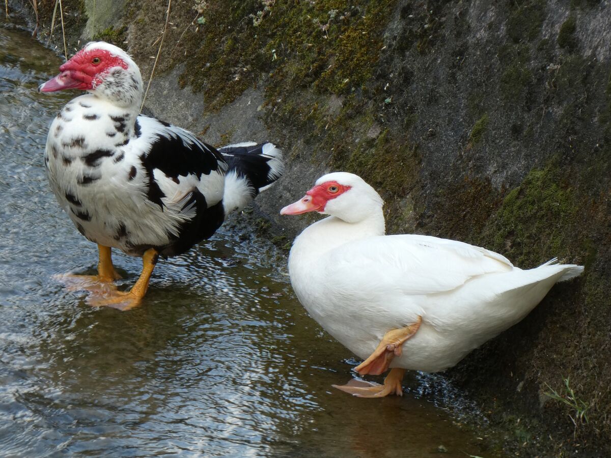 Muscovy Duck Birds Wiki Fandom