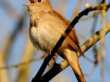 Common Nightingale