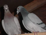 Columbidae