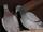 Columbidae