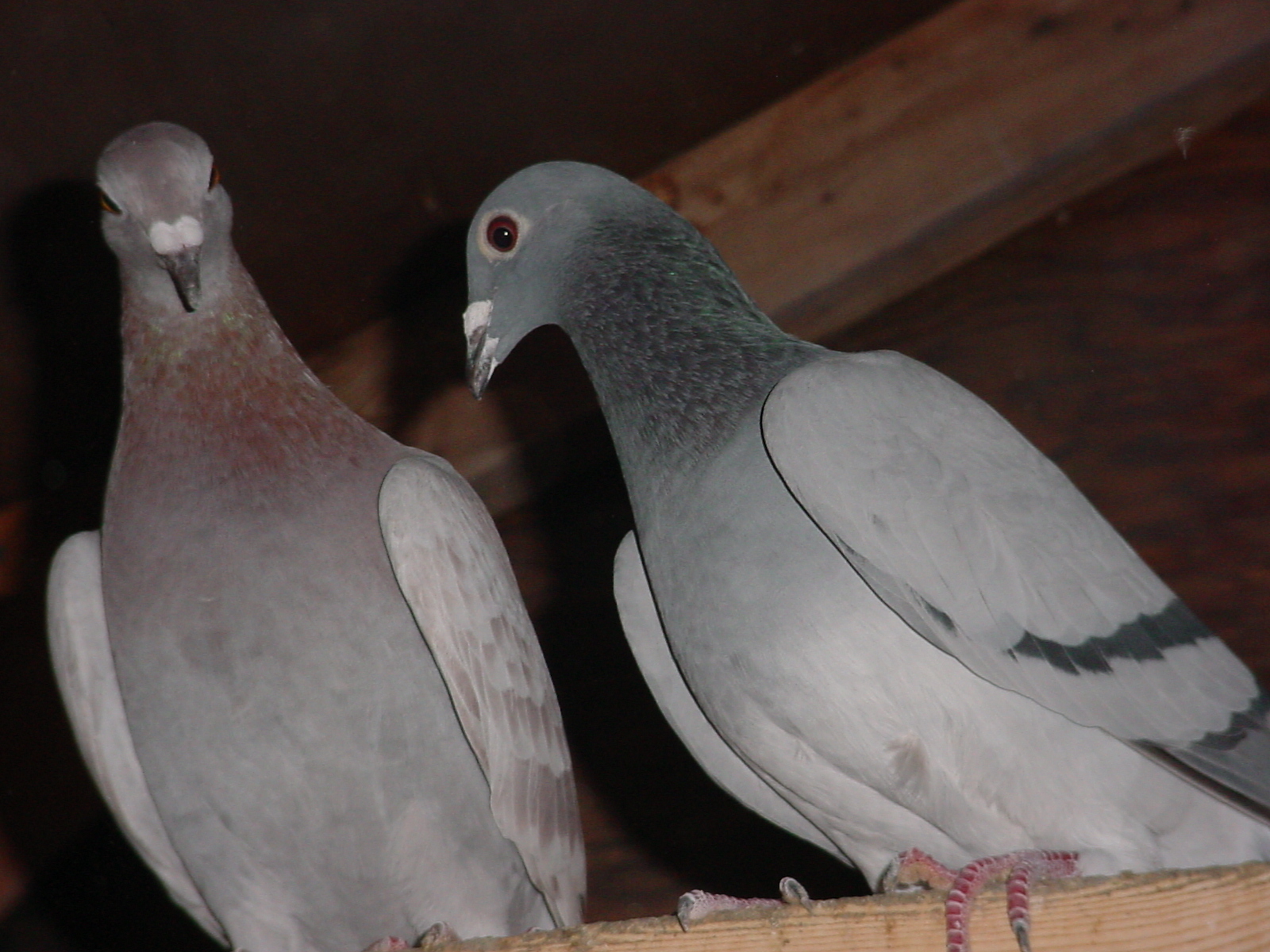 Feral pigeon - Wikipedia