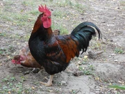 A male (known as rooster or cock) with a hen in the foreground.