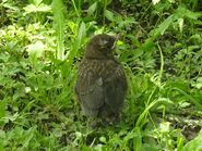 Blackbird fledgling.jpg (1.33 MB) Young fledgling.