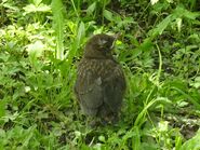 Young fledgling.