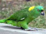 Yellow-naped Amazon