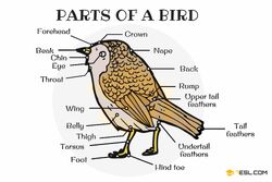 Bird anatomy - Wikipedia