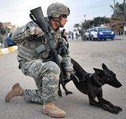 Police soldier with dog